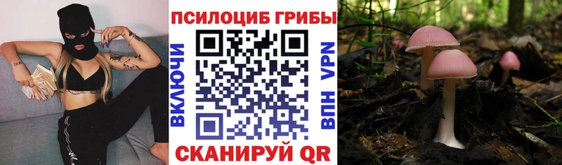Псилоцибиновые грибы Cubensis  хочу   Ядрин 